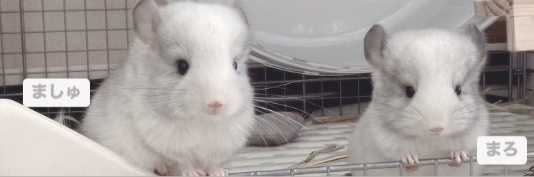 チンチラすき's banner
