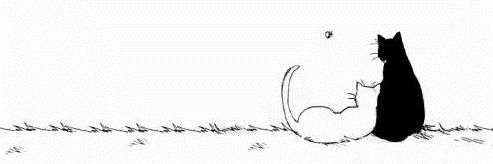 بوح |🐈‍⬛'s banner