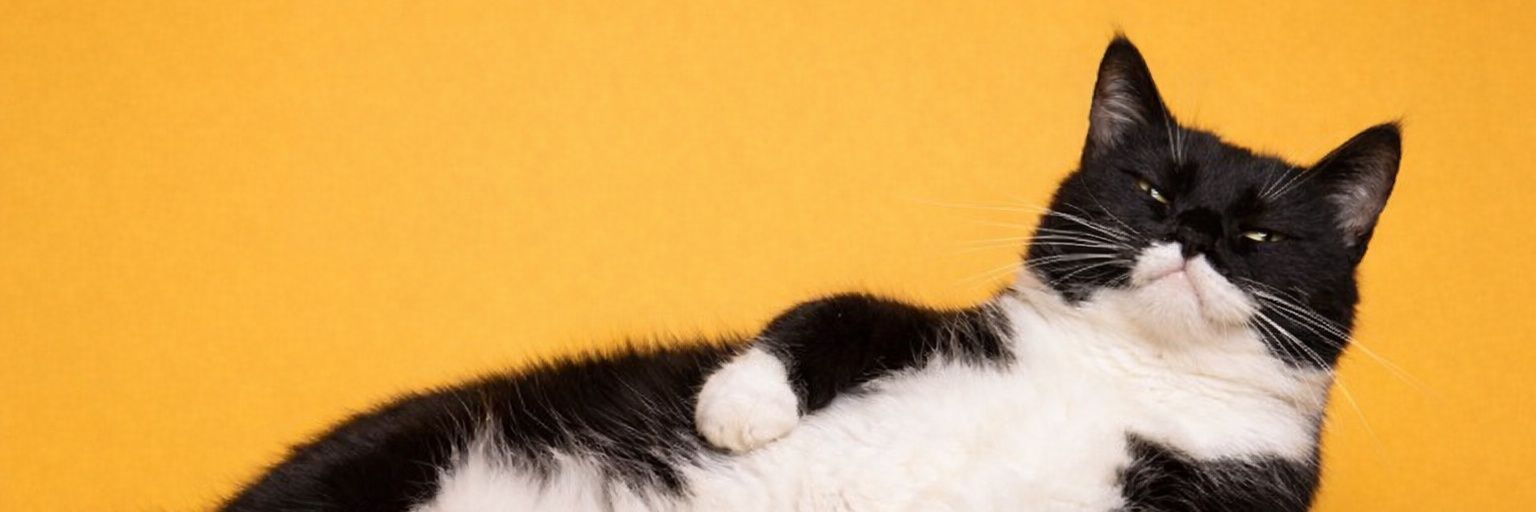 Cat's Sarcasm😻💕🇵🇸's banner