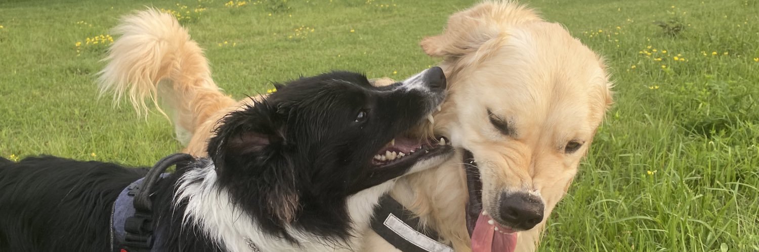 たびぼん🐶ボダ&ゴル's banner