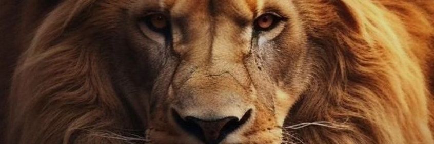 Lono LION🦁😎🫶🇧🇷🇺🇸🚀's banner