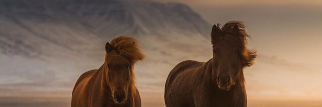 الجـادل | 🐎.'s banner