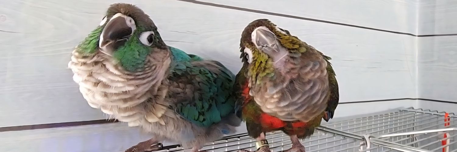 じゃがいもいんこ's banner