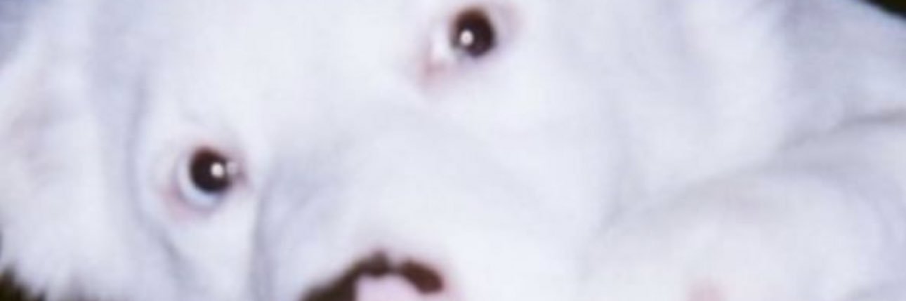 mer's banner