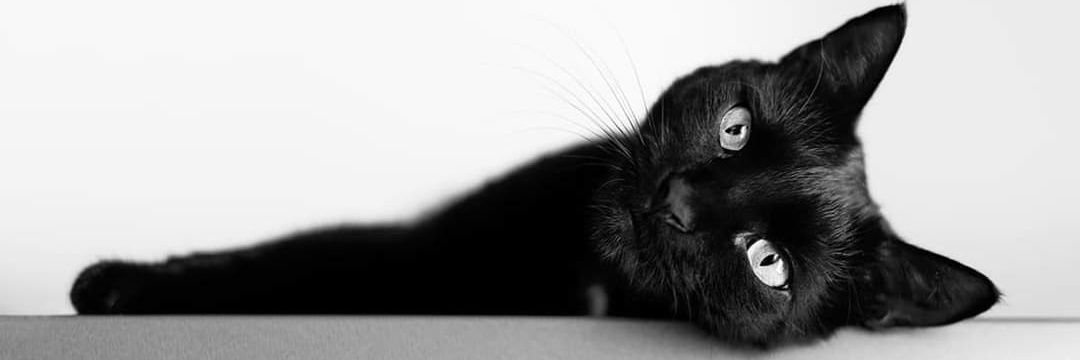 Panterita (Tiny Panthera) 🐈‍⬛'s banner