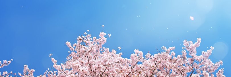 春日さくら's banner