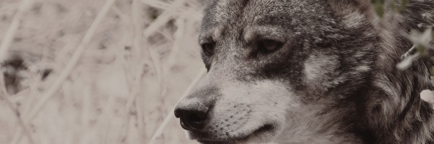 𝑱𝒂𝒗𝒊𝒕𝒐 🐺's banner