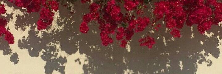 ۶ৎ's banner