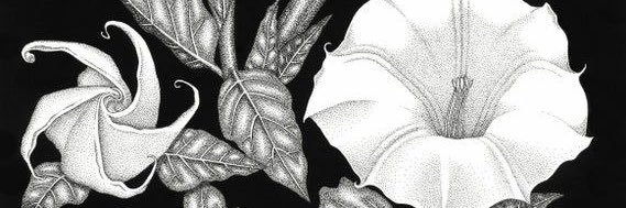 𓆸𝔐𝔦𝔰𝔱𝔯𝔢𝔰𝔰 𝔇𝔞𝔱𝔲𝔯𝔞𓆸's banner