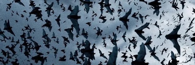 Marr 🦇 DOCTRINE ERA 🩸's banner