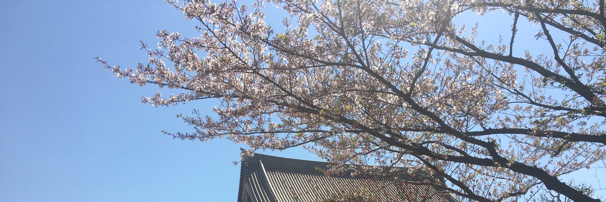 葉月 あおい's banner