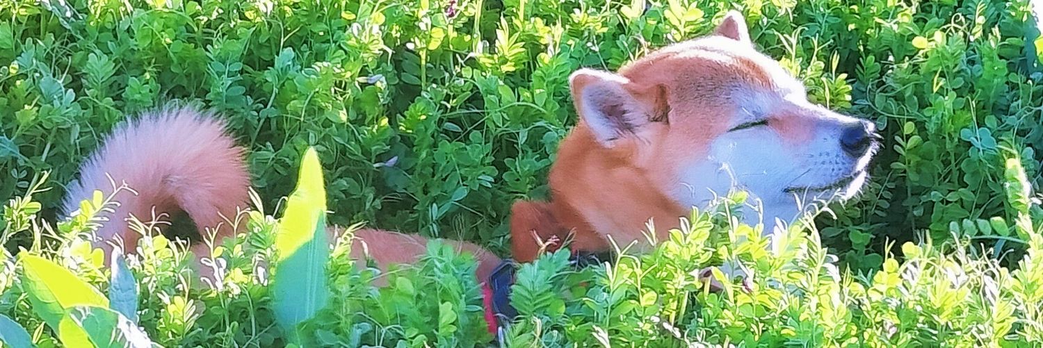 柴犬ムギのおかあしゃん日記's banner