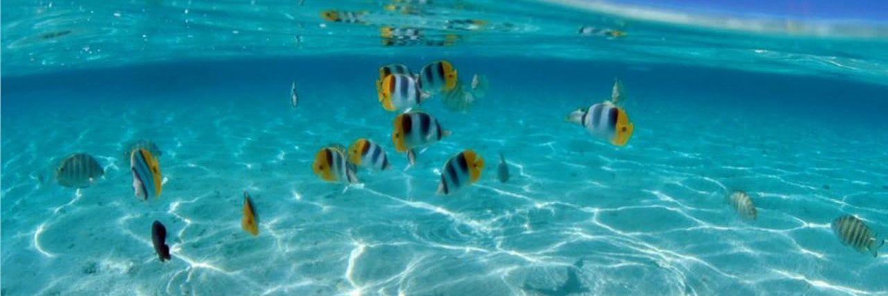 🏖🦀BlockHead4000🏝🐠's banner