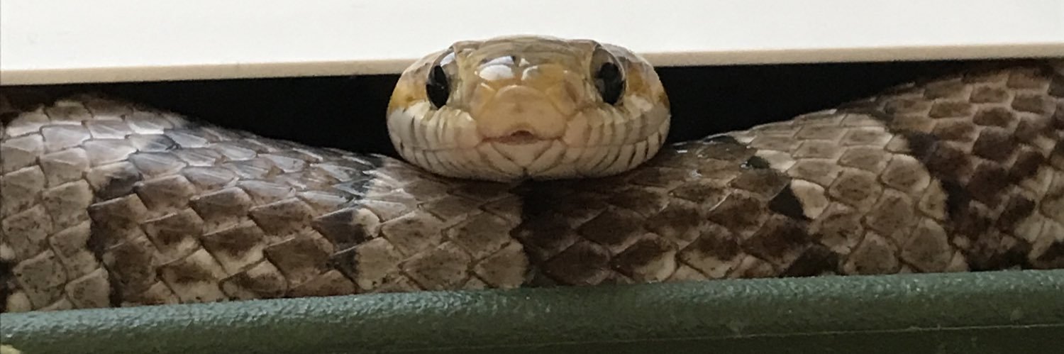 イサハ🐢🐍🦎's banner