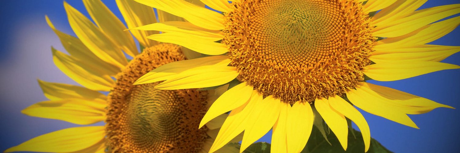 Mатільда's banner