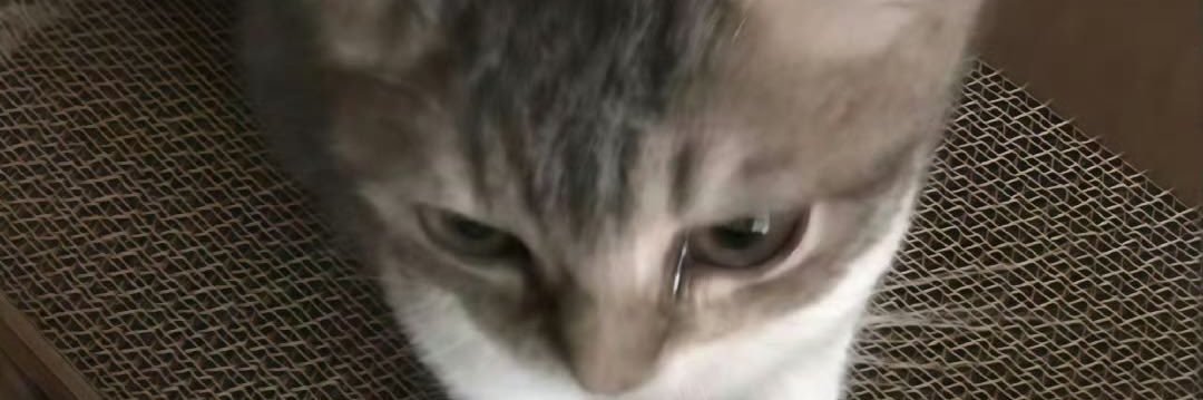 FallInMeow's banner