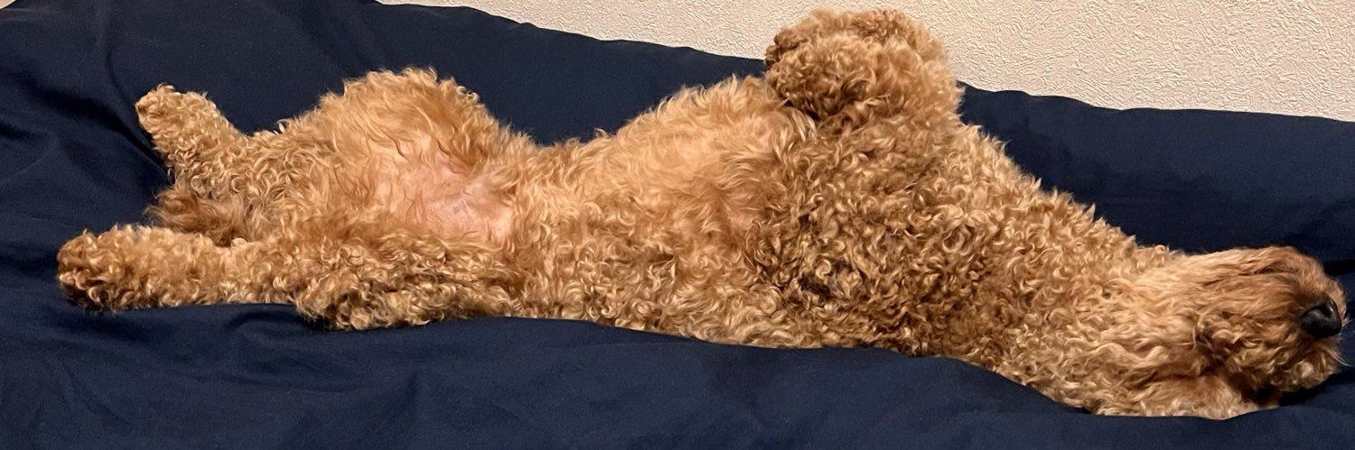 でかプーのムサシくん🐶's banner