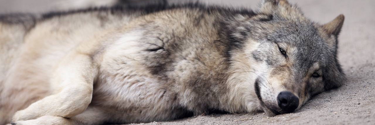 Some Kind of Wolf's banner