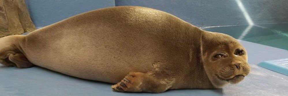 Arbitrary Seal Lore's banner
