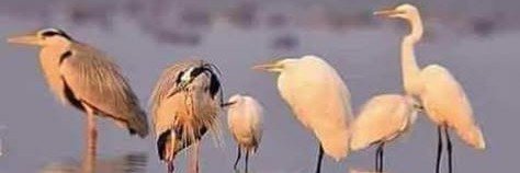 Simple Man साधा माणूस's banner