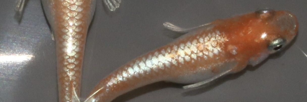 妖精めだか's banner