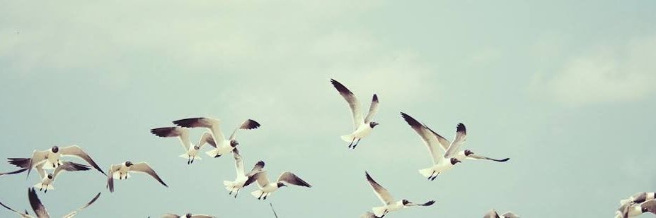 Nature is Phenomenal's banner
