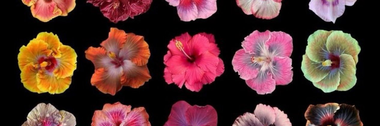 Kaya 😘's banner
