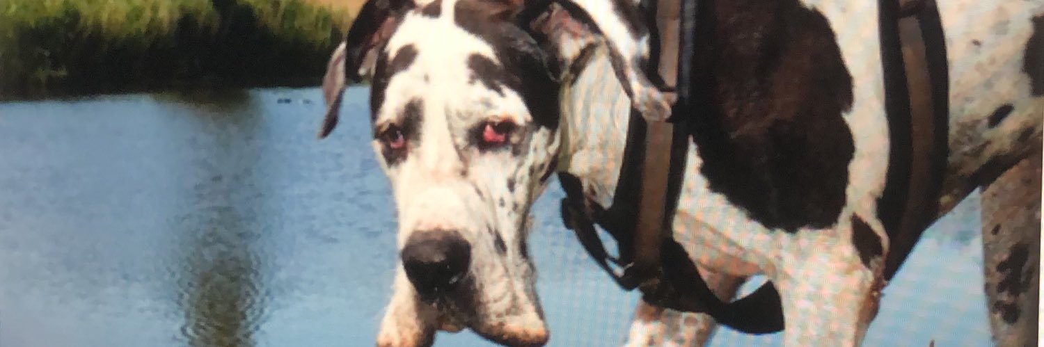 Annemiek/DOGSANDPEOPLE.NL /🌊🌈✊🏽🇺🇦🟧🚫MAGA🚫DM's banner