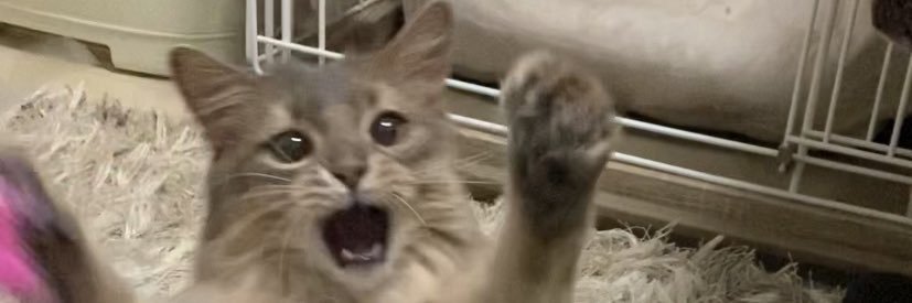 ソマリのこはく🐈🍯's banner