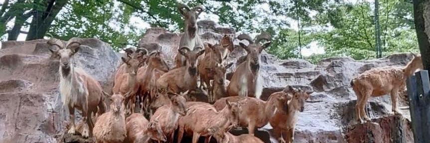 【公式】川崎市夢見ヶ崎動物公園's banner