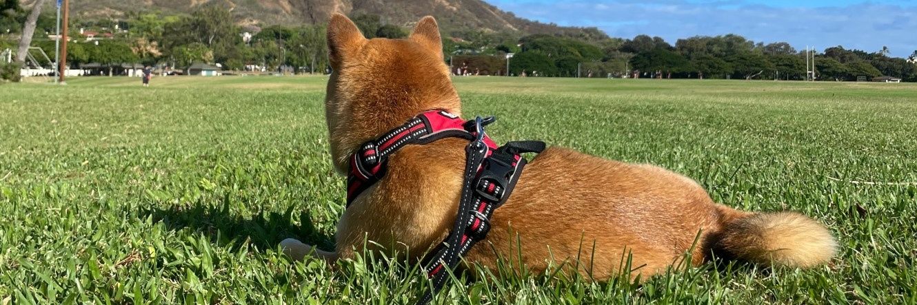柴犬のうにさんと白柴のふぐさん's banner