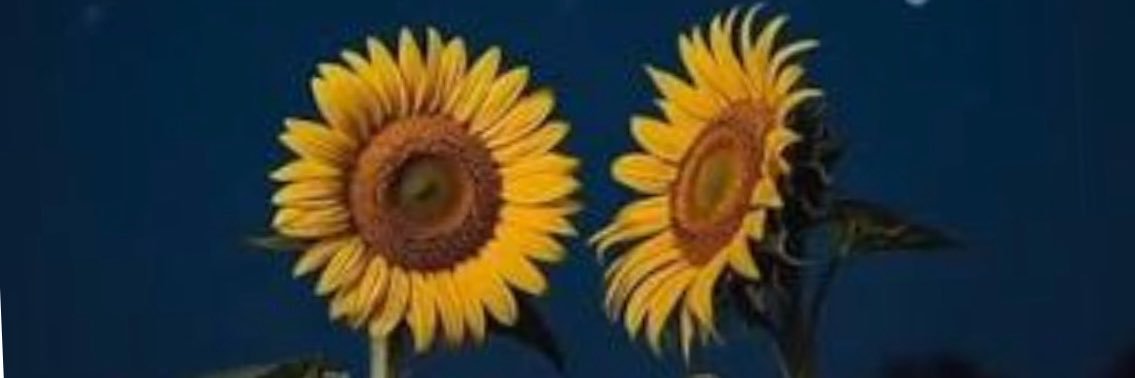 Alisha Jeelani's banner