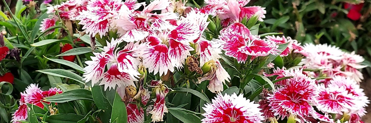 إكـليلـة مـتمـردة's banner