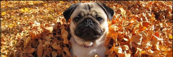 Buster_ThePug's banner