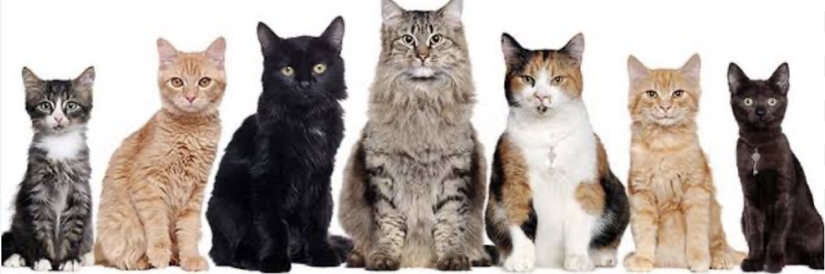 猫の下僕🍥ྀི's banner