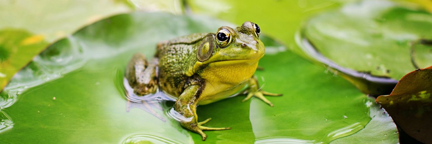 Frog Hoppy's banner