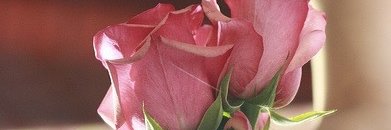 اسرار بنت's banner