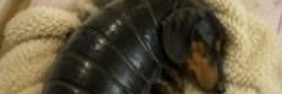 Funnimann's banner