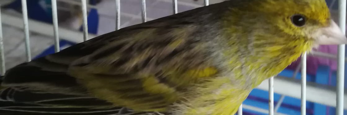 𝒢𝒶𝒹𝓎(𝒥𝒶𝓋𝒾)'s banner