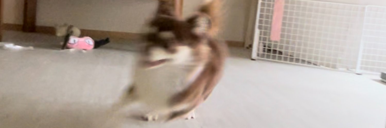 ゐぬ's banner