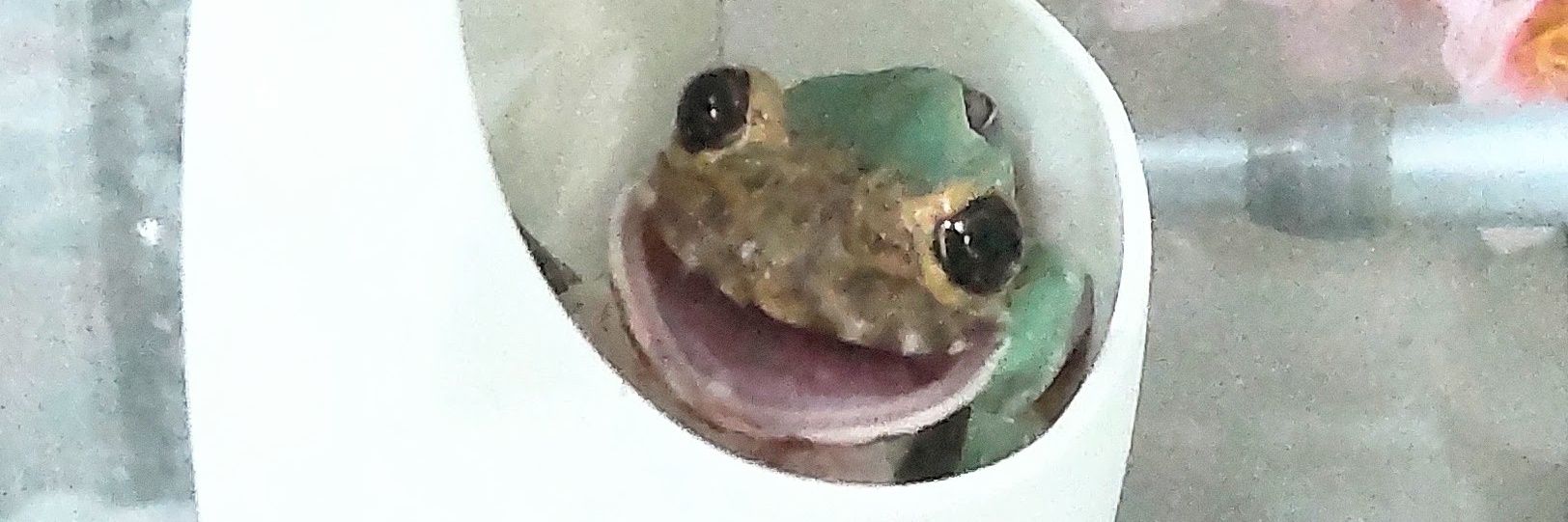 ぴ🐸❤frogs's banner