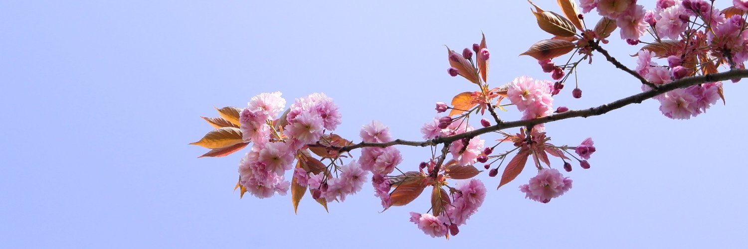 Ninel Bordel's banner
