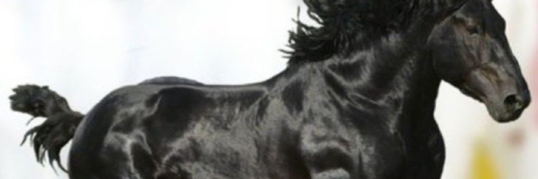 عجمي وربي الله's banner