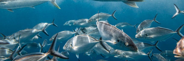 DiscussingFish's banner