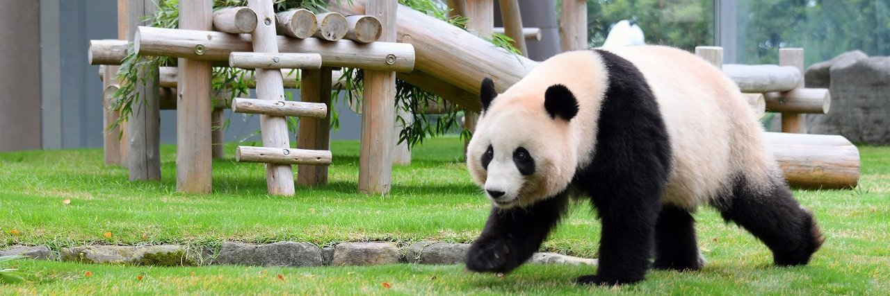 とんがり Panda🐼🎀's banner