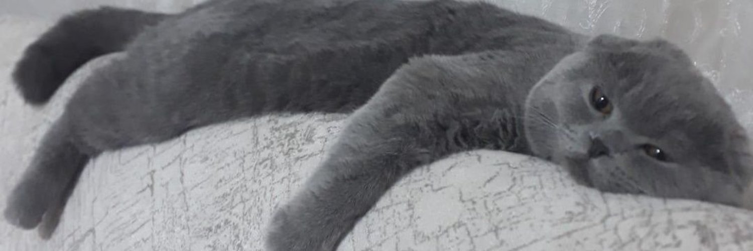 Şule's banner