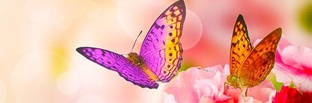Vinokio's banner