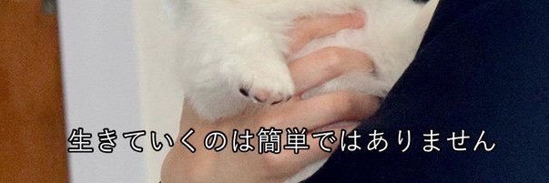 なし💥💫's banner