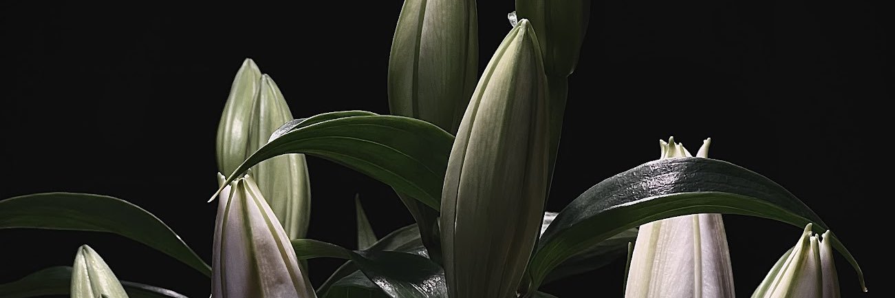 uɐɥdǝʇS's banner