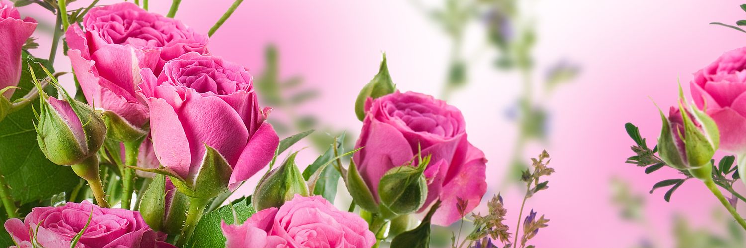 🌷 Gweia 🌷 MYM/ ONLYFANS's banner